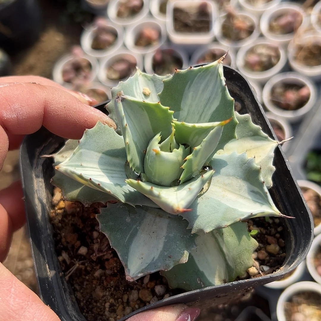 多肉植物雷神中班锦