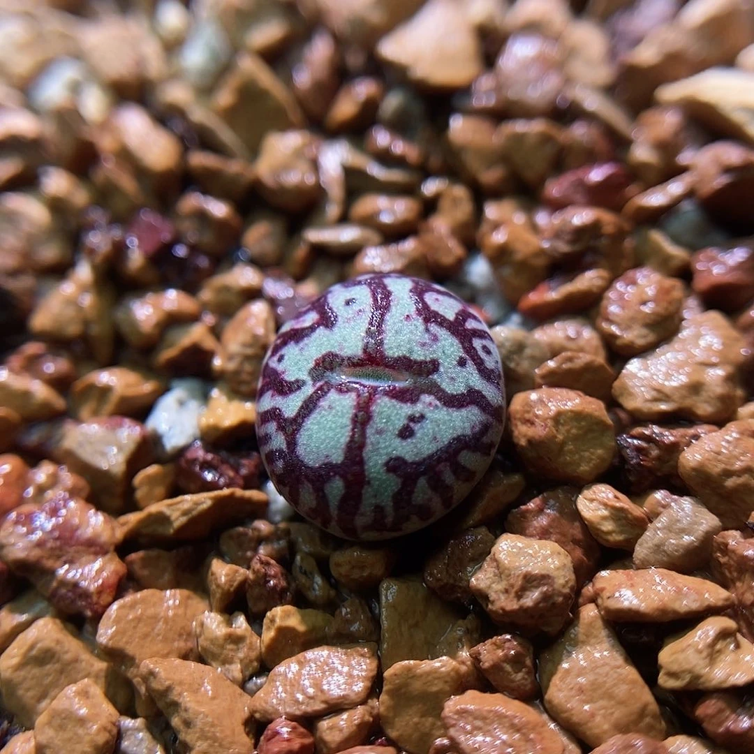 八重墨一颗两年包邮