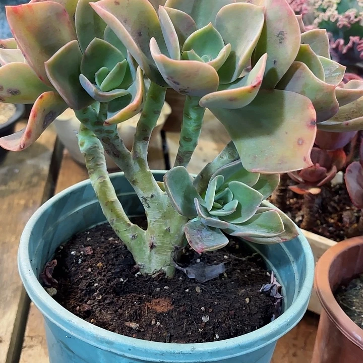 贺氏朵朵缀一物一拍孤品