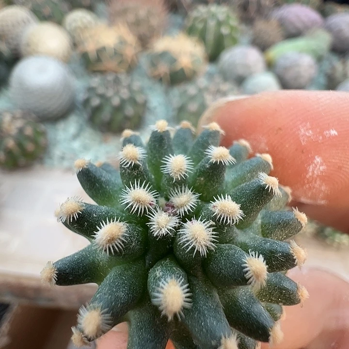 雪之轮殿。 一代侧。