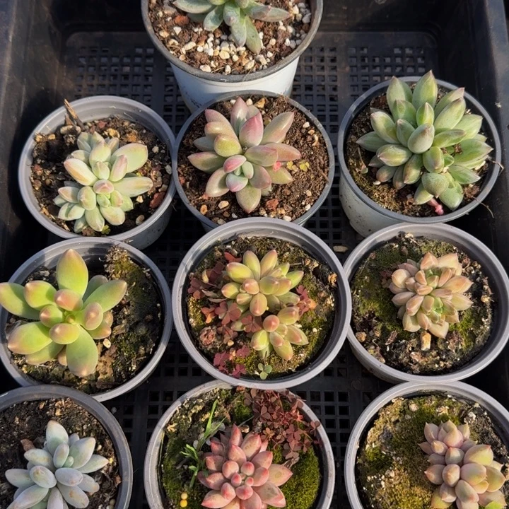 375多肉植物一物一拍