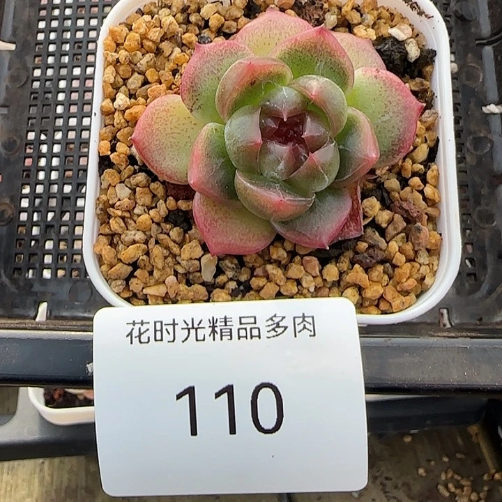 花时光精品多肉。     25