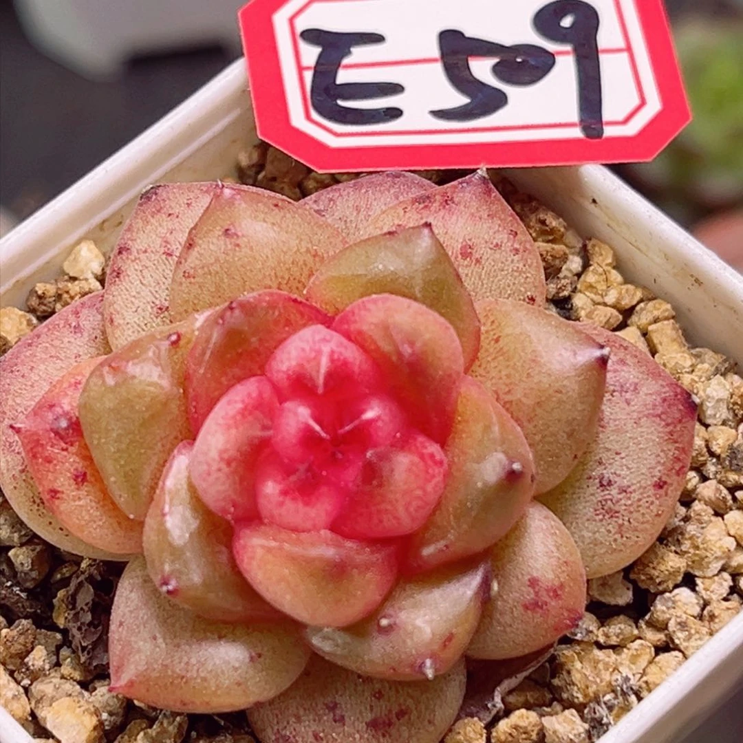 E509 萤火之森一物一拍