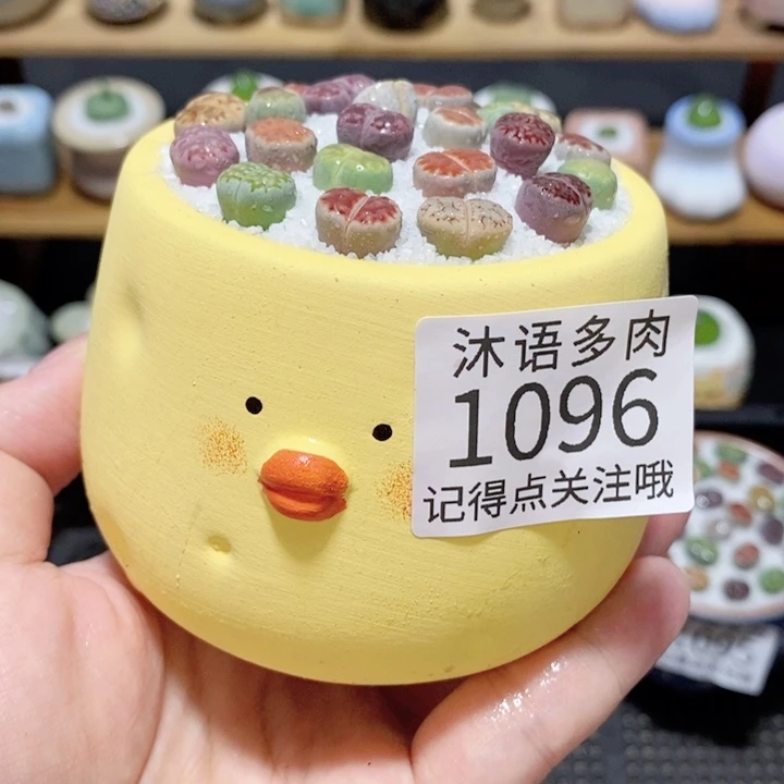 带盆土植物 精美盆栽1096