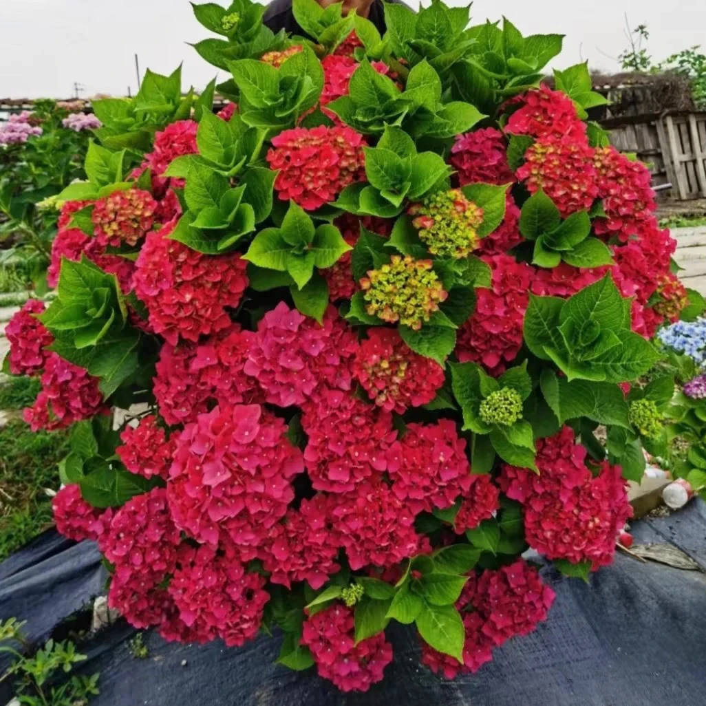 玫红妈妈绣球新手好养带盆带土发货