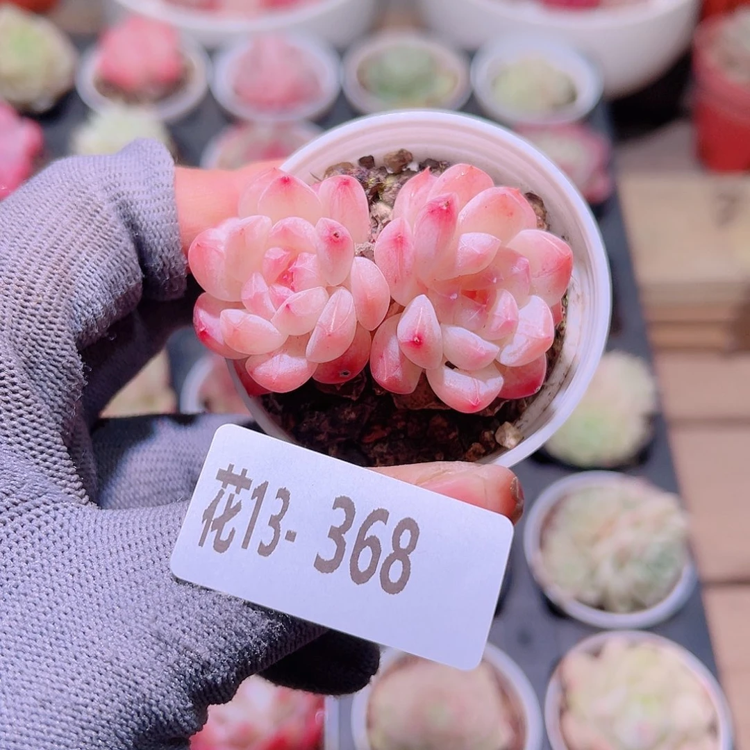 花13-368白桃汽水