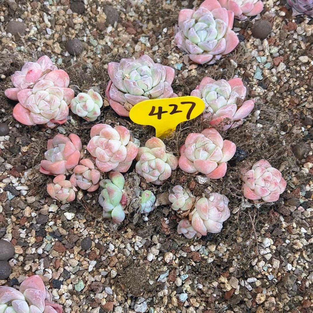 小冰玉427号（不包整）