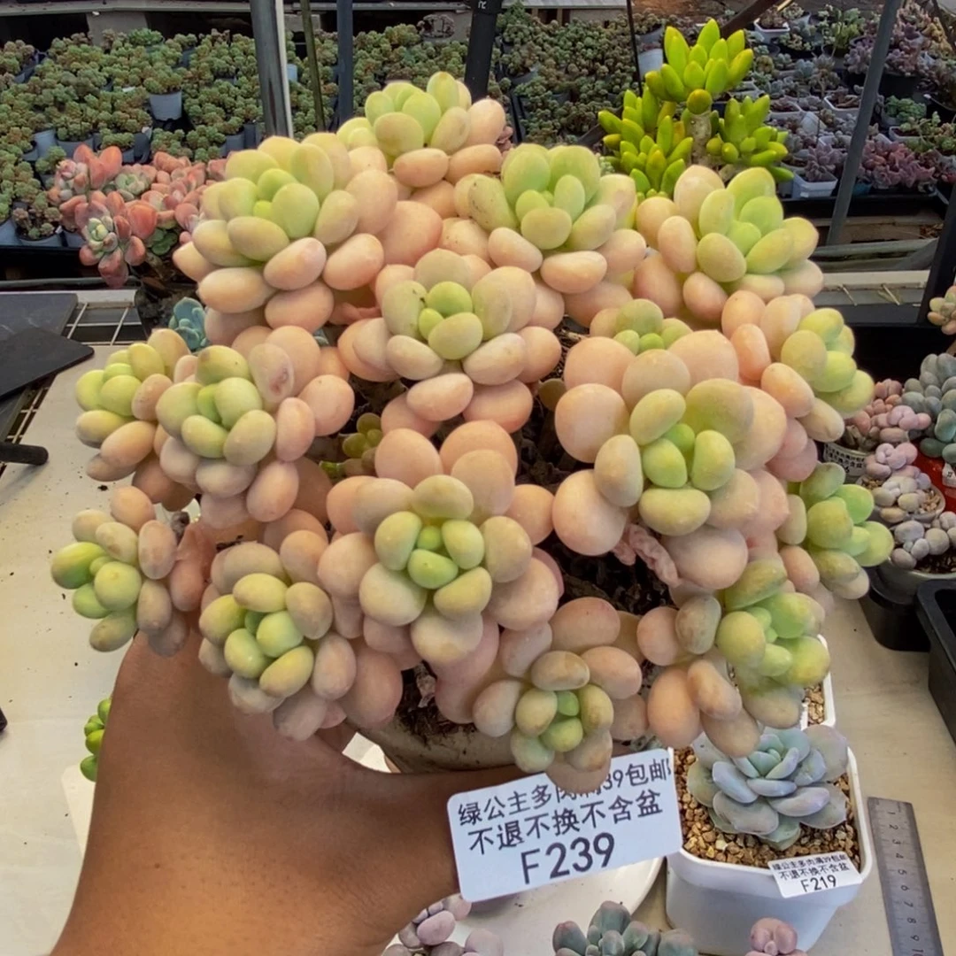 239洛可可多肉10cm