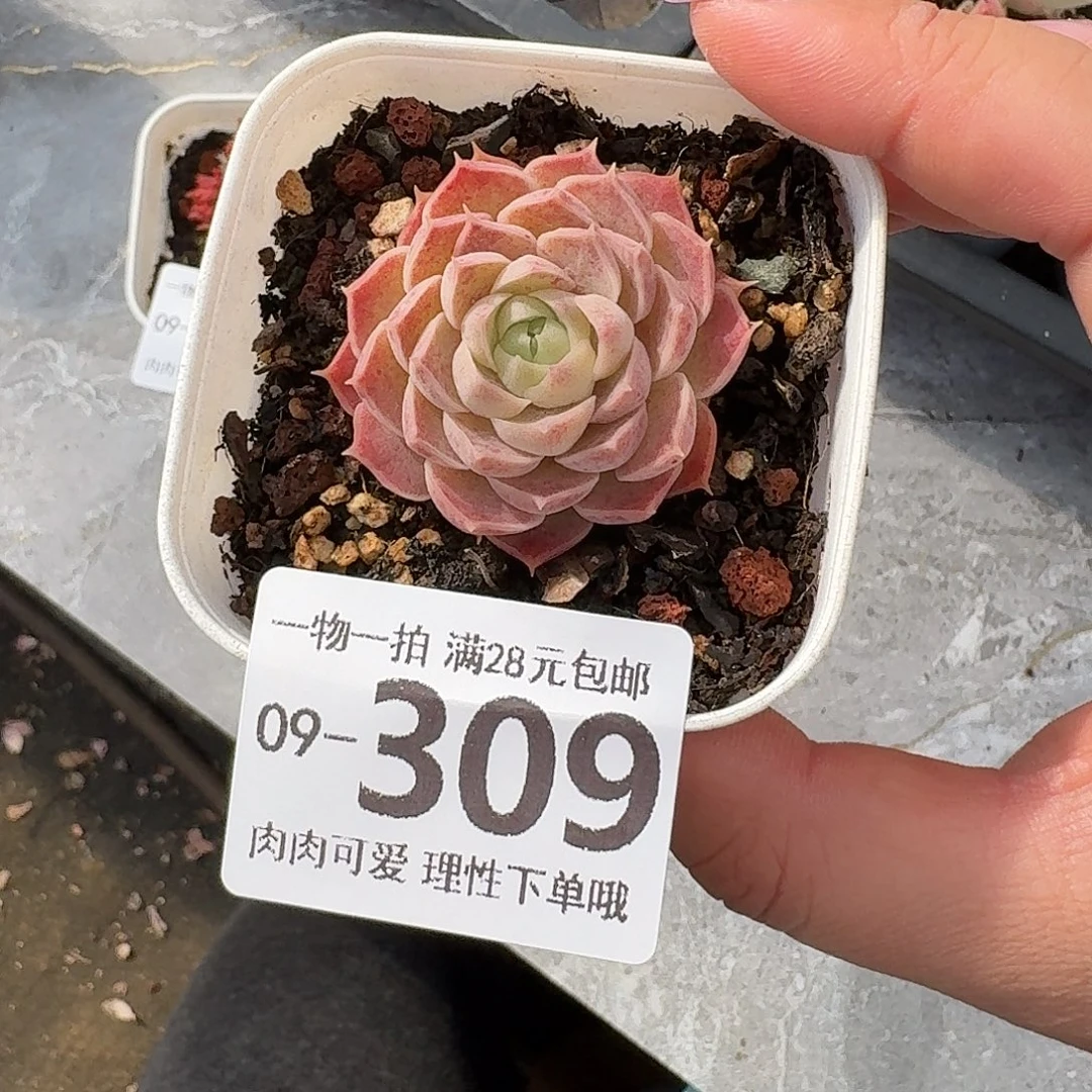 不知名无盆无发货无