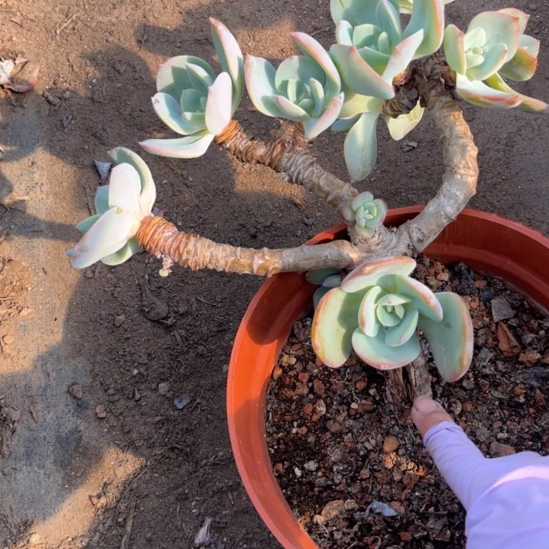 【闪购商品】无花朵G**✨