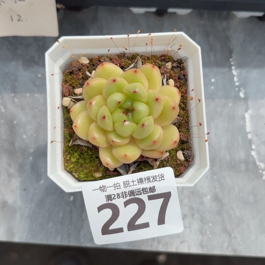 莱拉单头无盆土发货