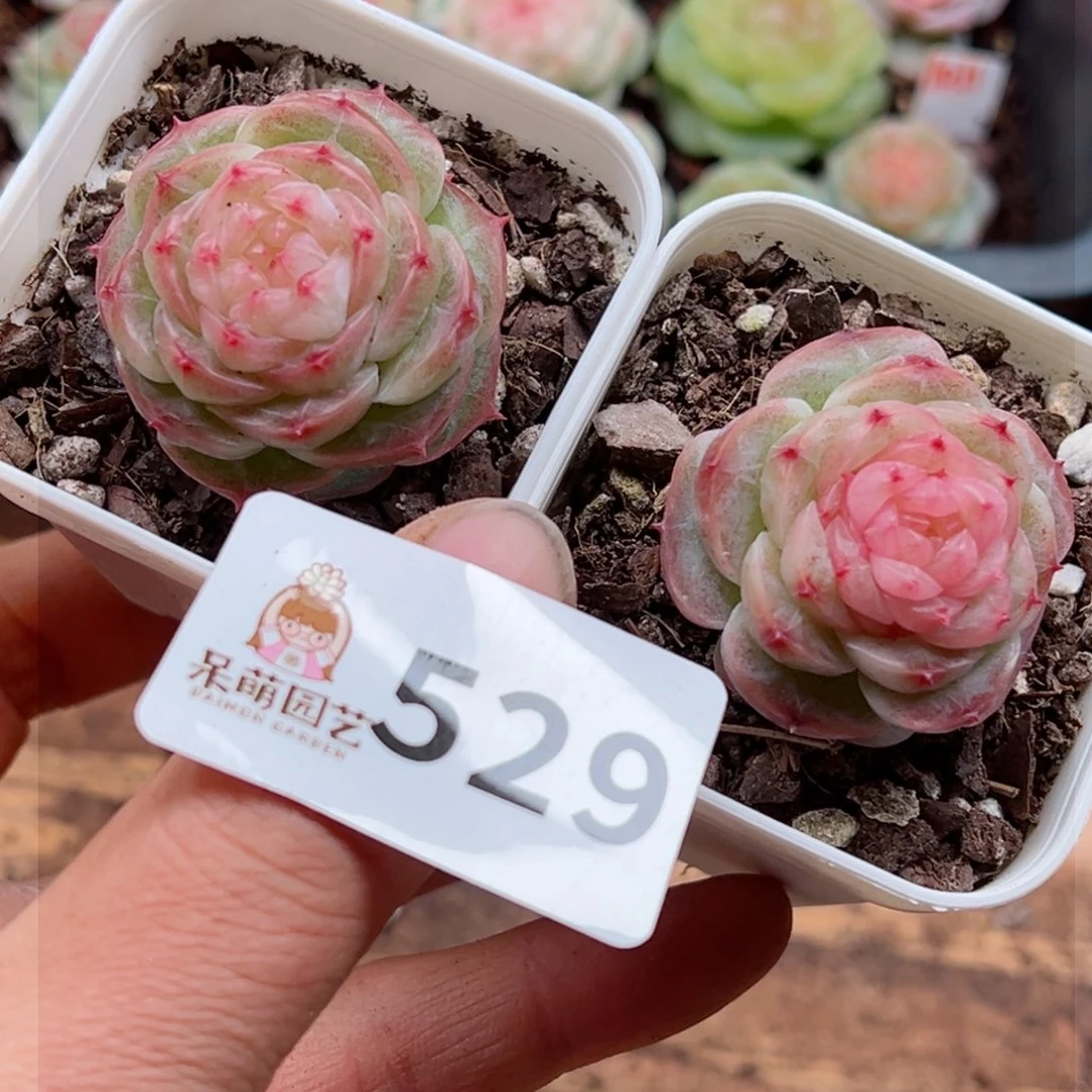 多肉植物多肉植物