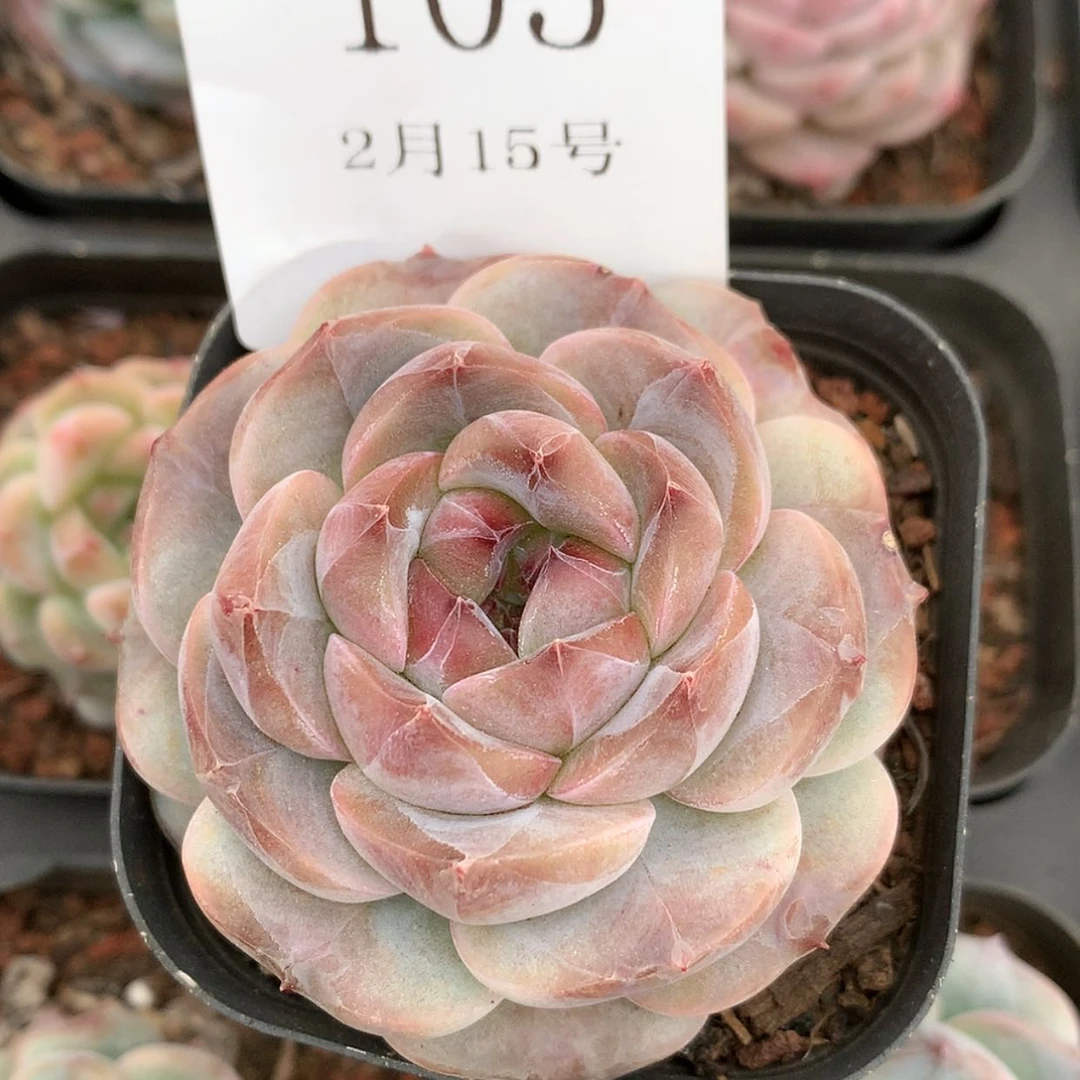 【闪购商品】云105