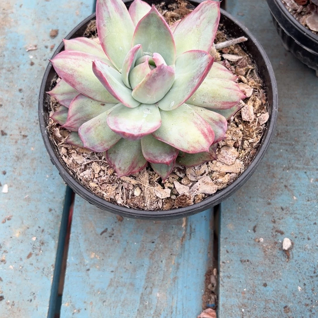 精品多肉植物老桩