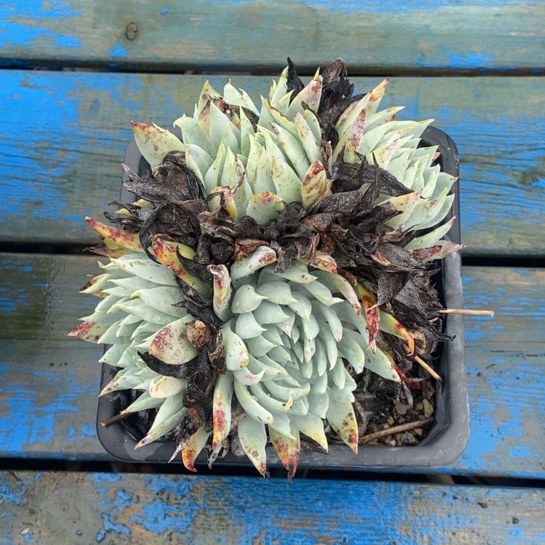 苹果叶雪山二代多肉