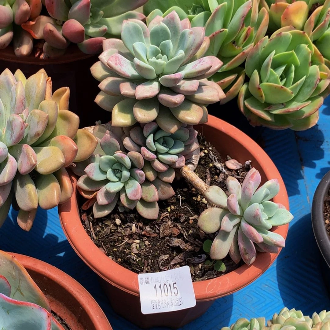 刘***华花斑鹿11015多肉多肉