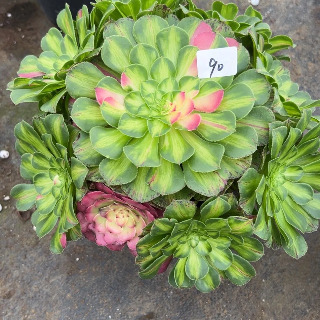 90知否多肉植物系