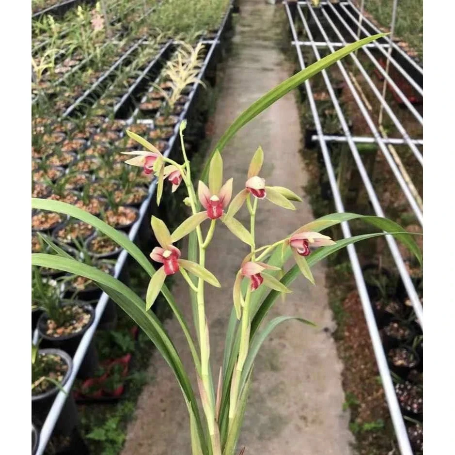 贵妃醉酒-建兰组培苗-硬化8个月-连体3苗-人工养殖