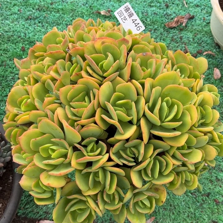 446火焰玫瑰多肉植物