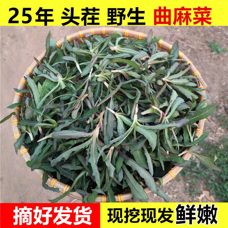 野生现挖山西甜苣菜新鲜曲麻菜现挖现发苦麻菜苣荬菜曲曲菜包邮