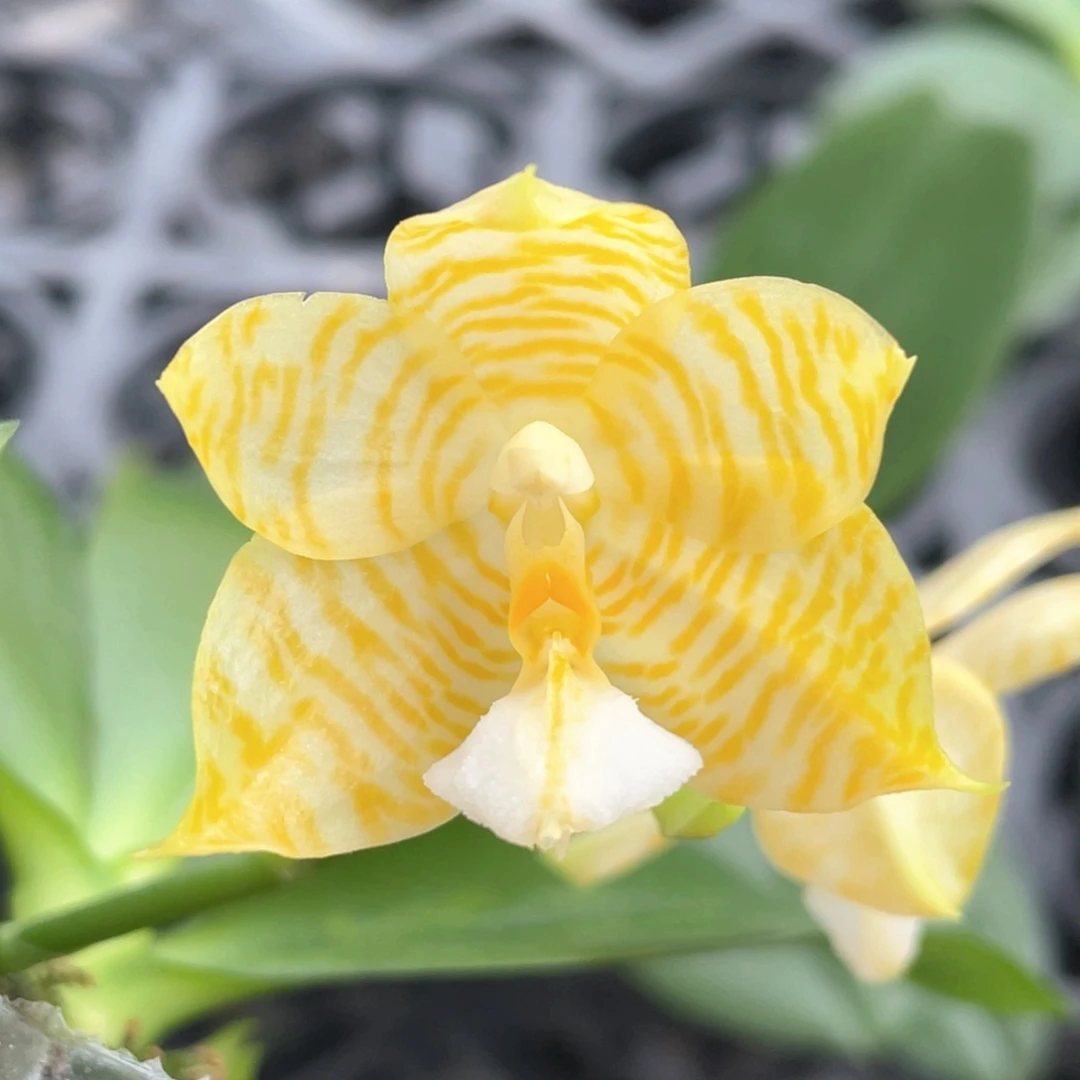 全部花苞【林登戒指】花苞开花随机发一颗