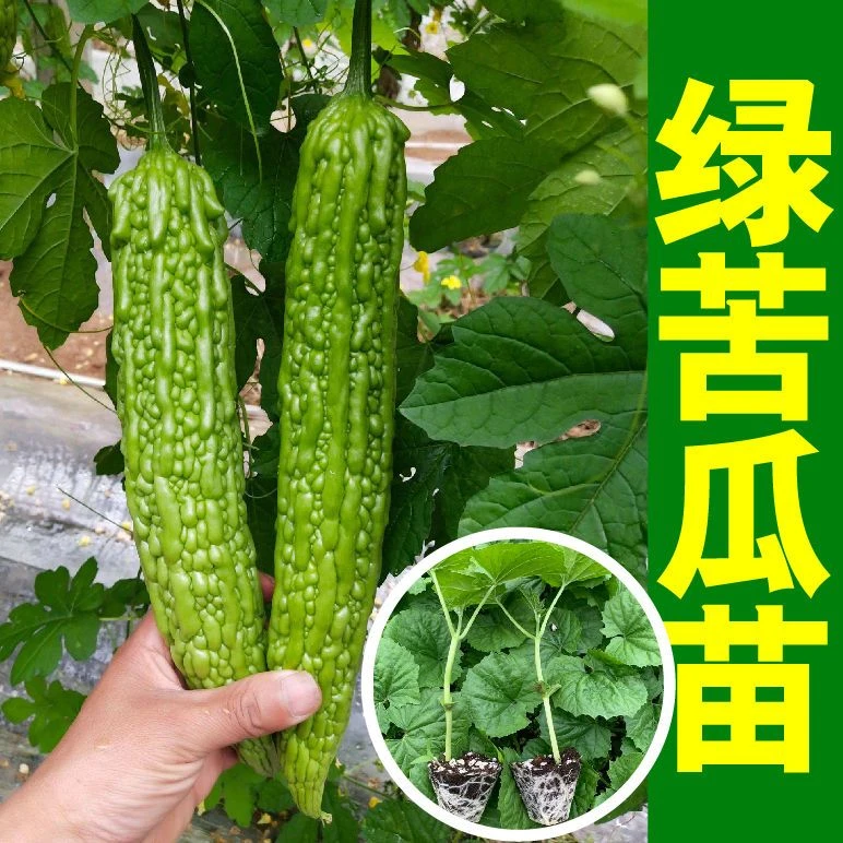 带原土高产特大盆栽早熟苹果大肉苦瓜苗四季青皮蔬菜苗