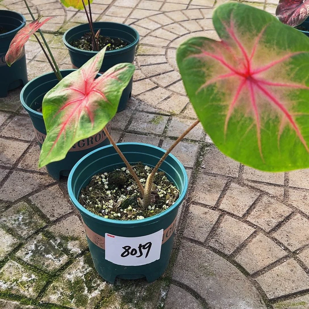 A***猛完全开放一物一拍8059