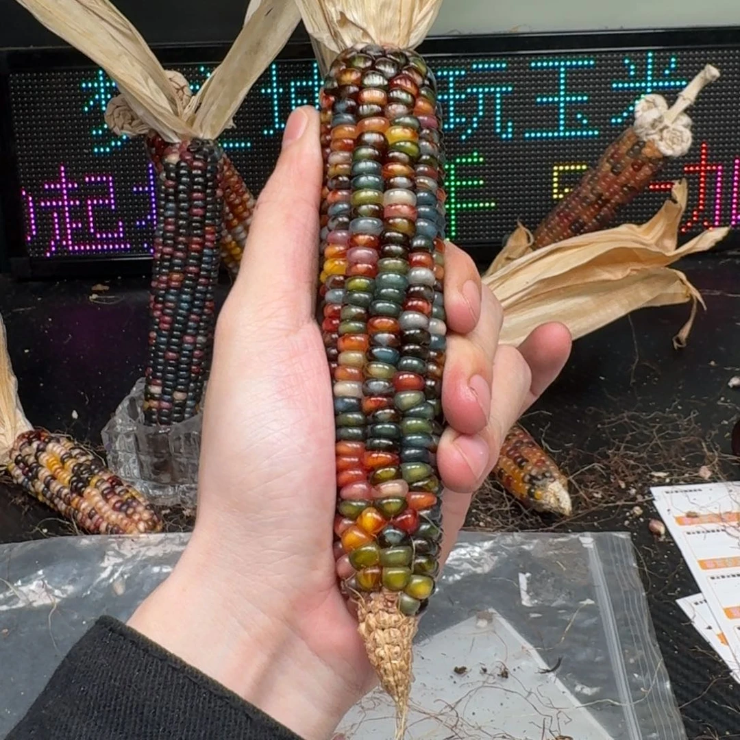 柏香籽/百香籽吊坠橙****