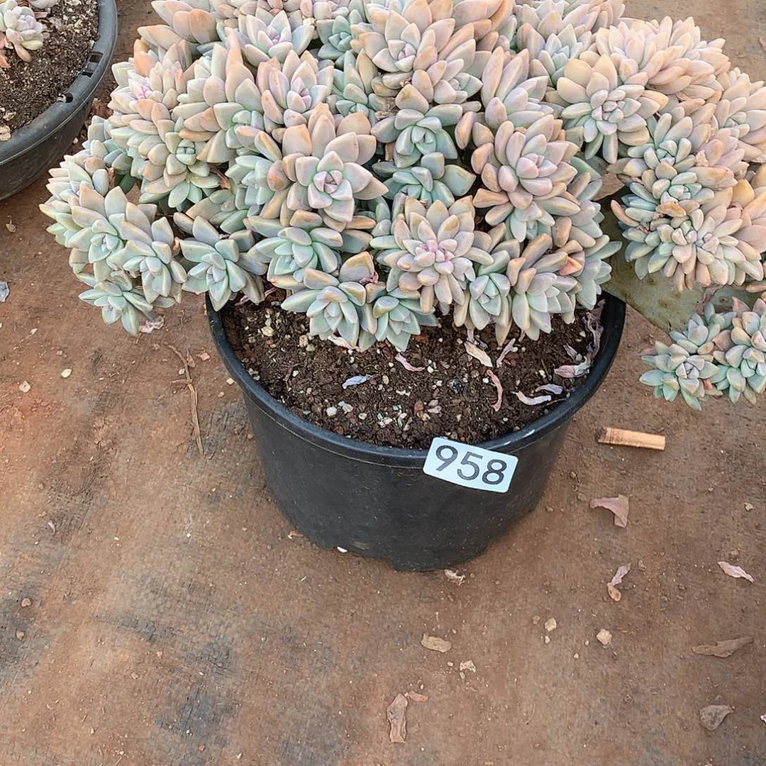 958 一物一拍多肉