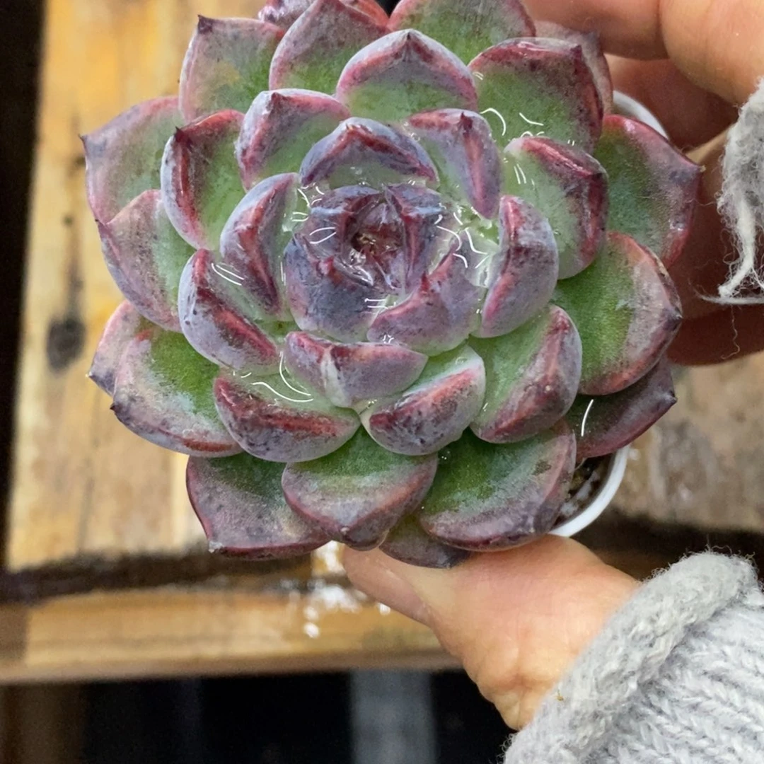 精品多肉一物拍不包整310