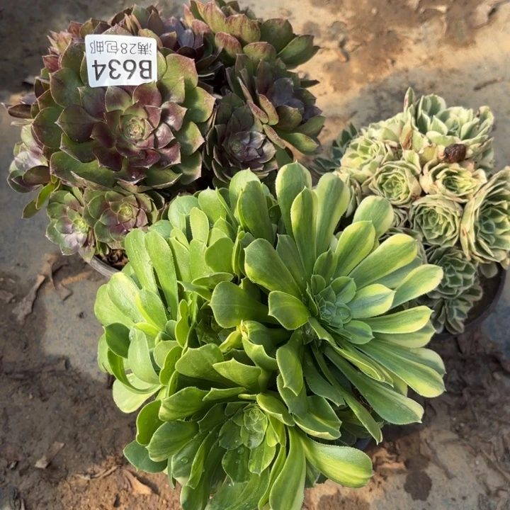 3颗多肉处理不包断头634