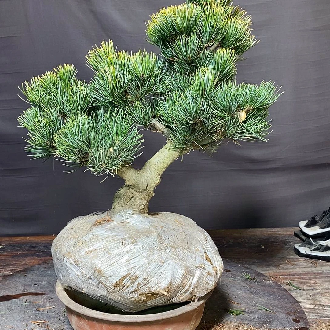 无花朵盆景111111111