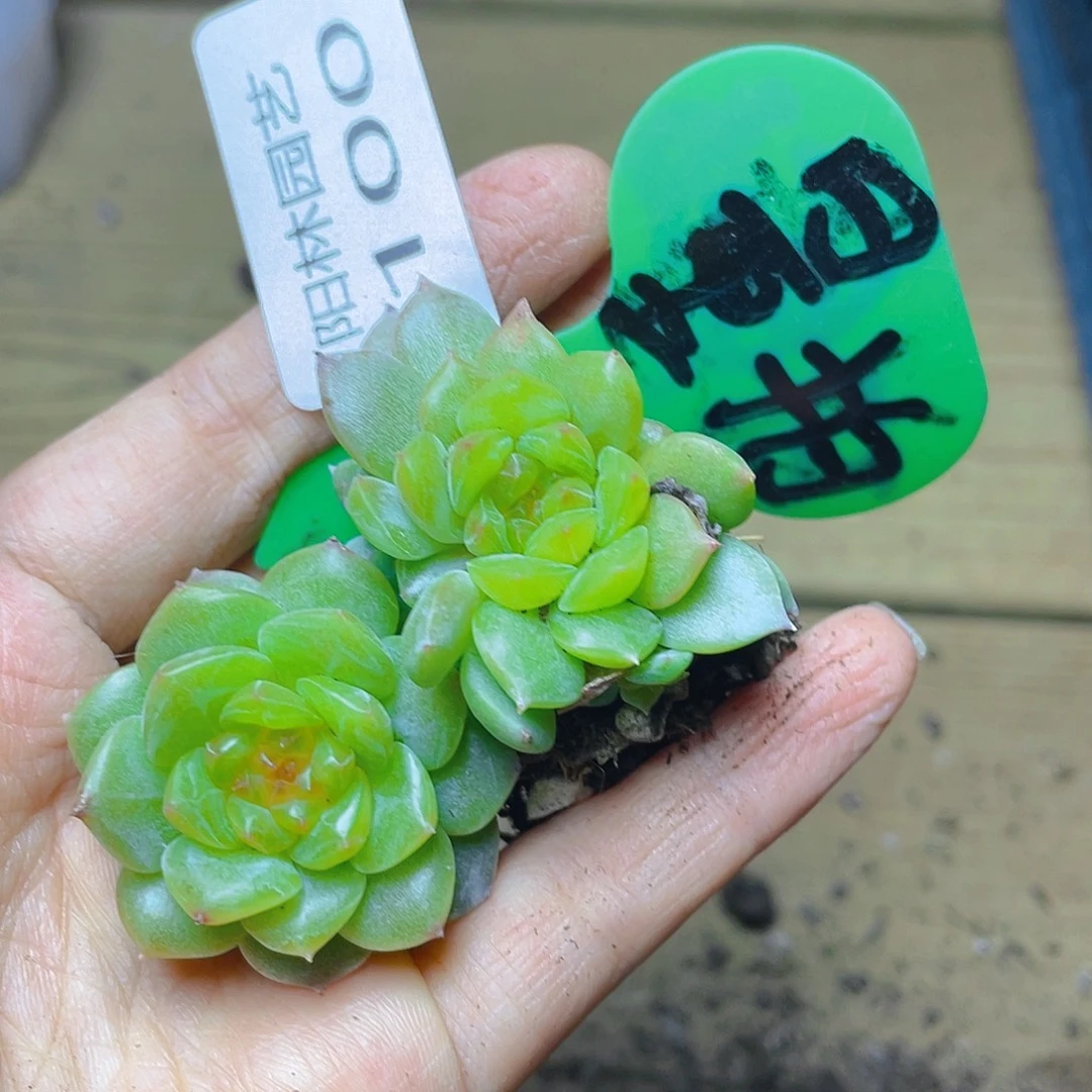量拍多肉植物多肉植物100