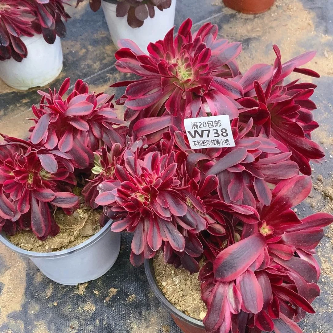 738美杜莎缀化多肉量拍