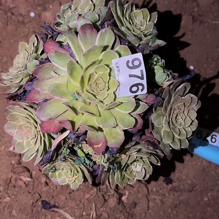 976水蜜桃多肉植物不售后