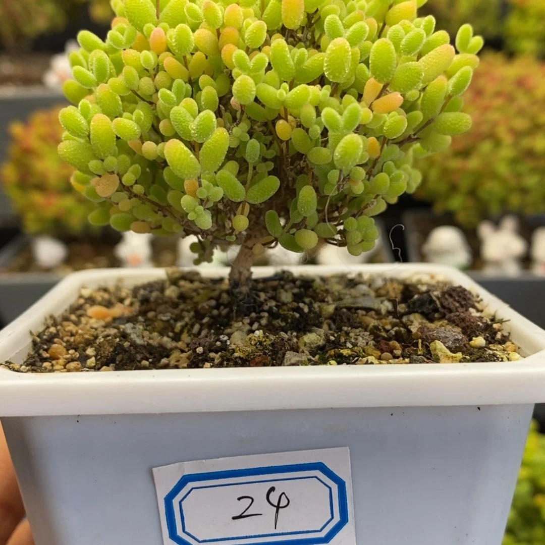 你**？24号蜜橘糖球多肉