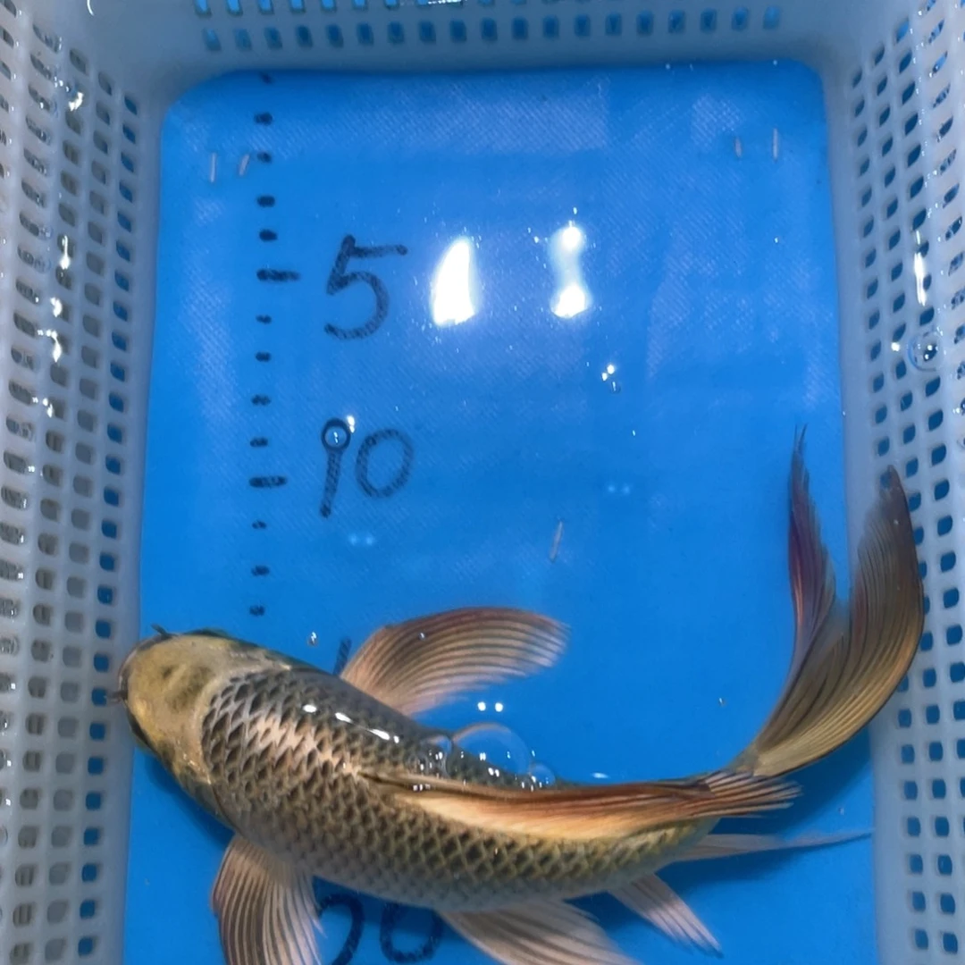锦鲤锦鲤包邮包售后