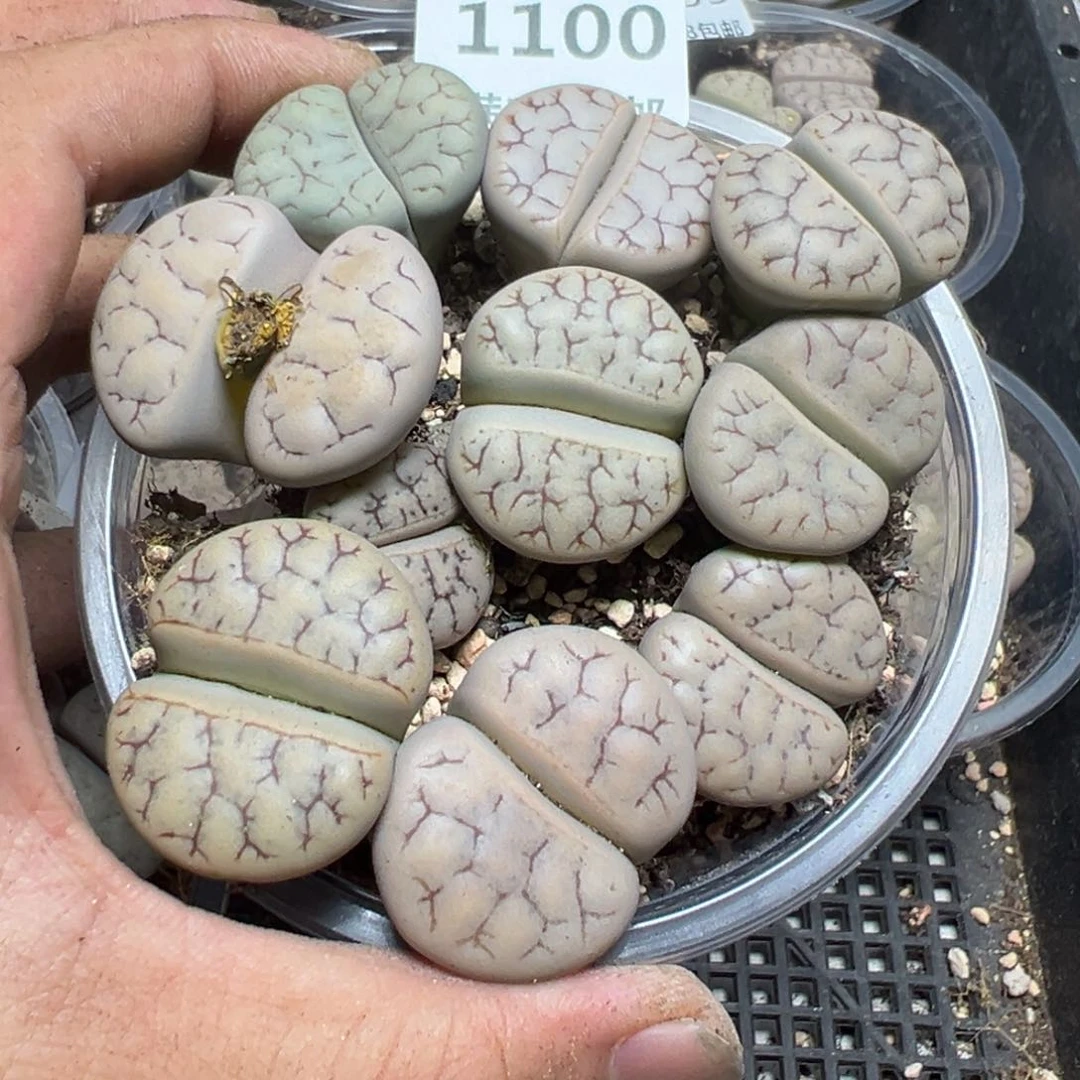 【闪购商品】 1100。