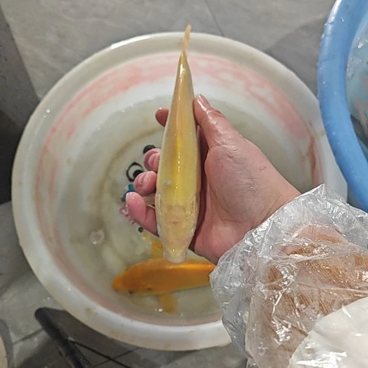 锦鲤芥子小溪血统锦鲤