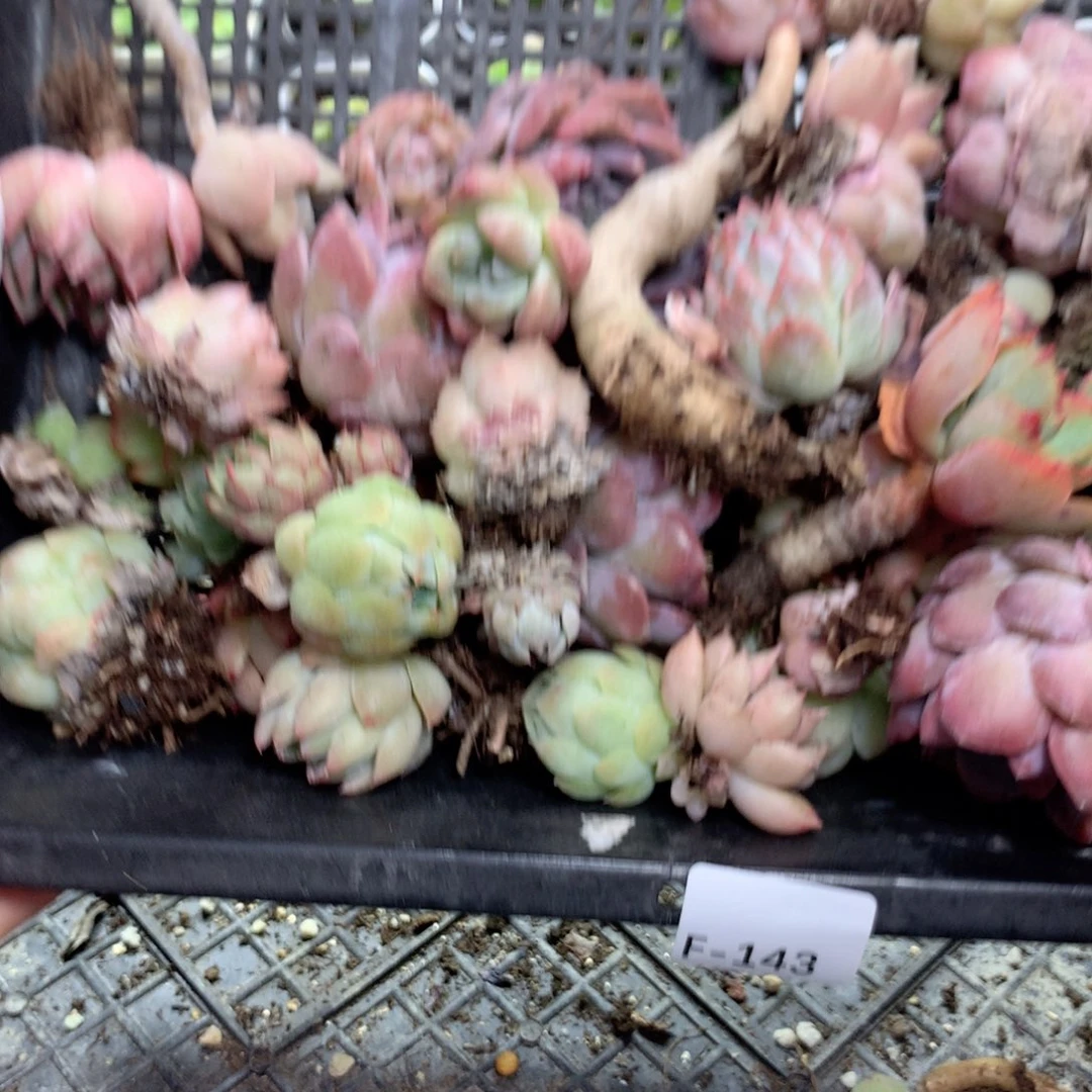 无花朵F143英语英语英语英语