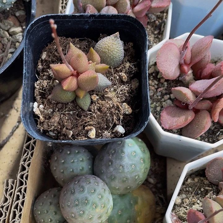 小辣椒水泡12.8带哦土发