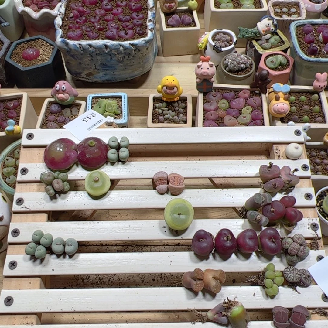 【闪购商品】网*猪盆