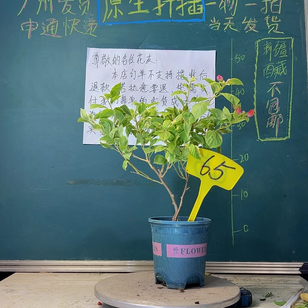 当前无花栽培后可以开花斑叶西瓜65