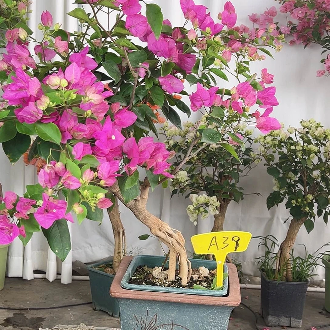 花***吖大部分花苞少量开放A39宫粉