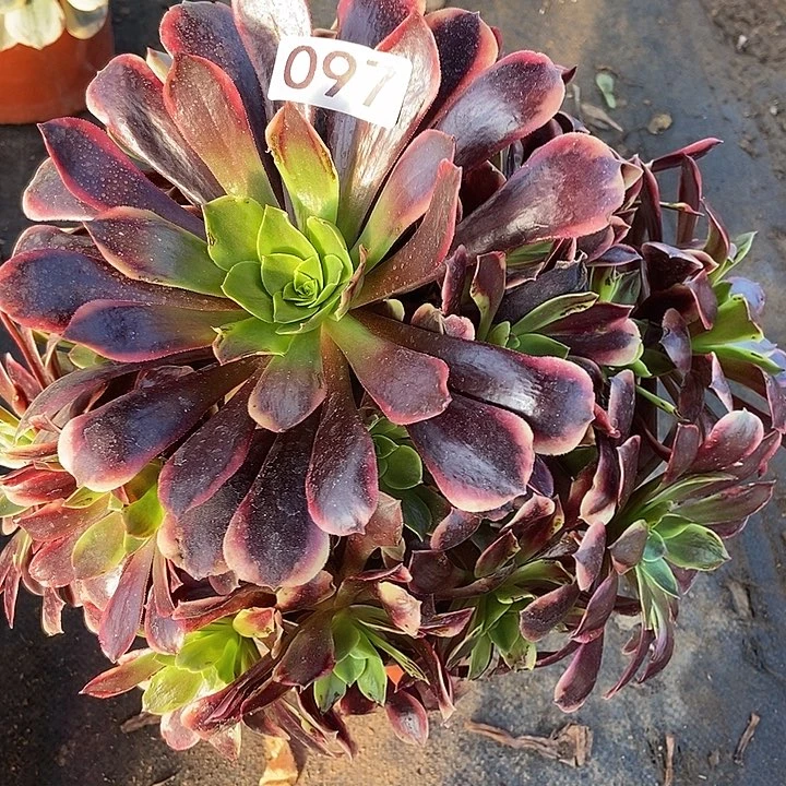 欧佳丽97不包断零下拍保温