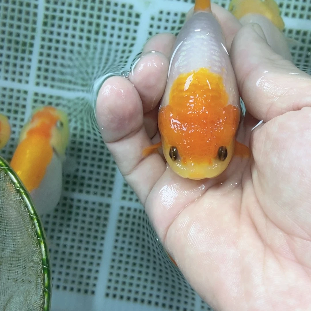 金鱼秋*不包邮落地包损包健康