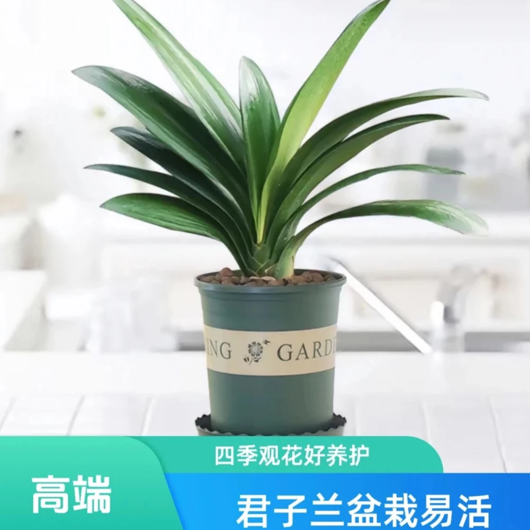 君子兰大苗盆栽一物一拍 宽叶精品四季长青室内办公室好养绿植