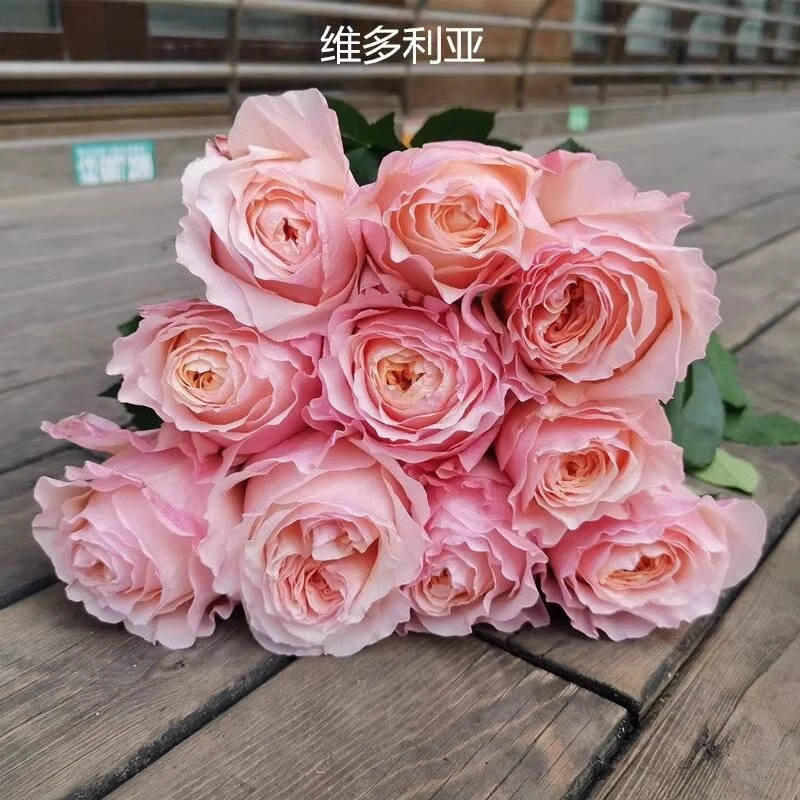 维多利亚的秘密肯尼亚新品玫瑰大花灌木月季花苗阳台盆栽花卉植物