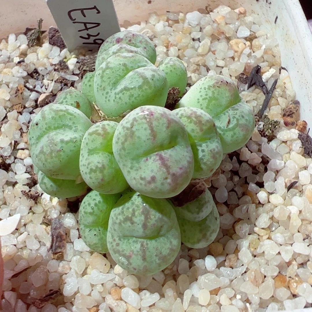 85-454多肉多肉群生猴脸