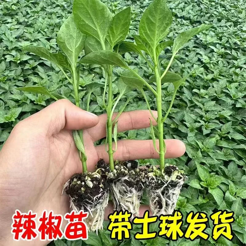 辣椒苗高产蔬菜苗薄皮椒苗长线椒苗螺丝椒苗朝天椒苗牛角椒苗四季